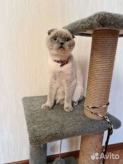 Шотланская кошка