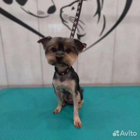 Стрижка собак. Колпино.Красный Бор.Никольское.Тель