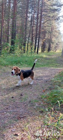 Вязка кобель бигль