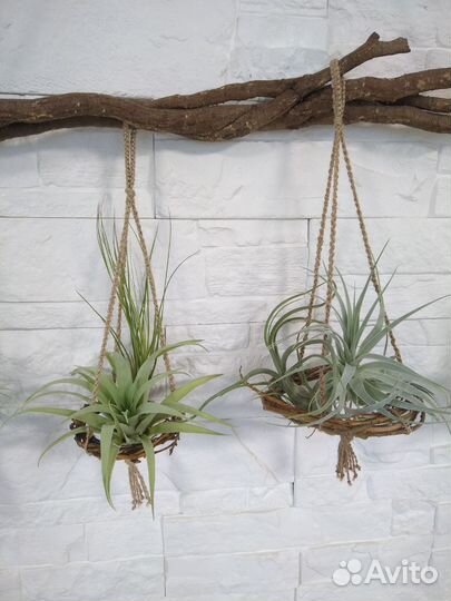 Подставки для Тилландсий (подвесные) handmade