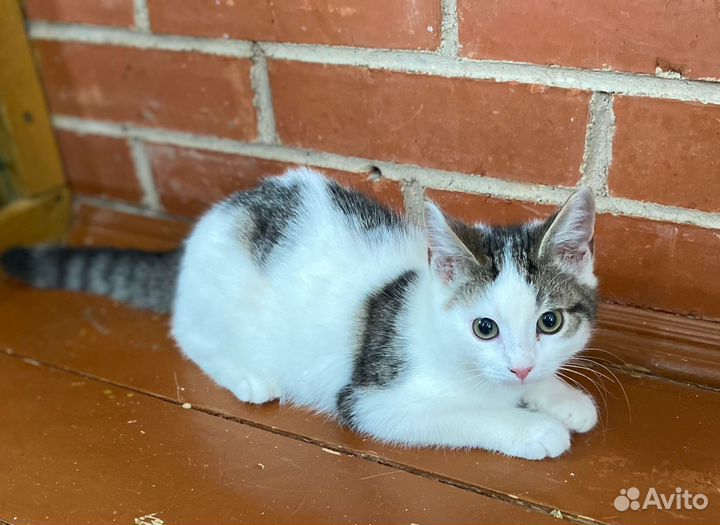 Пристраиваем котенка