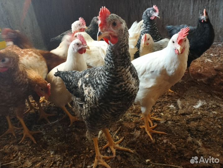 Молодые петухи