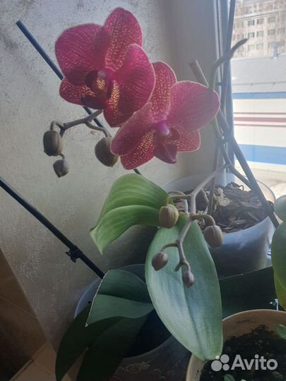 Орхидея дендробиум