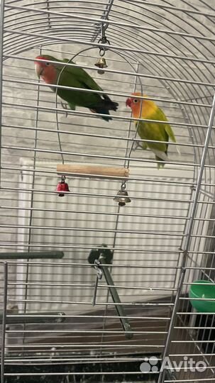 Попугаи неразлучники с клеткой