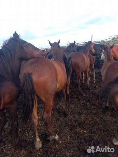 Жеребята,Жеребец тяжеловоз