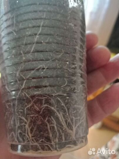 Пеларгония герань