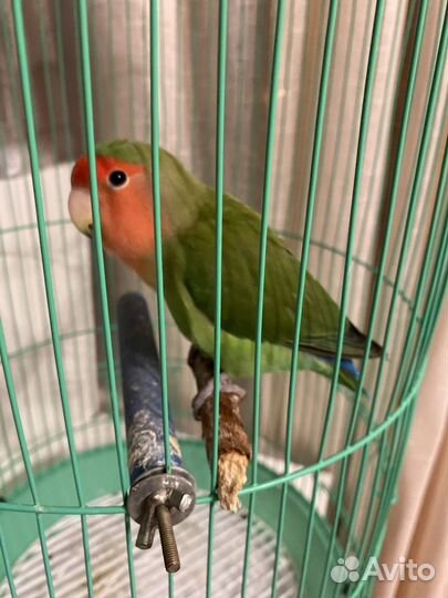 Попугай неразлучник девочка
