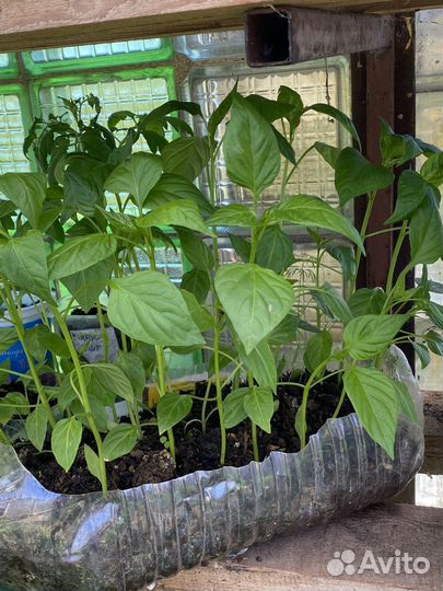 Продам рассаду
