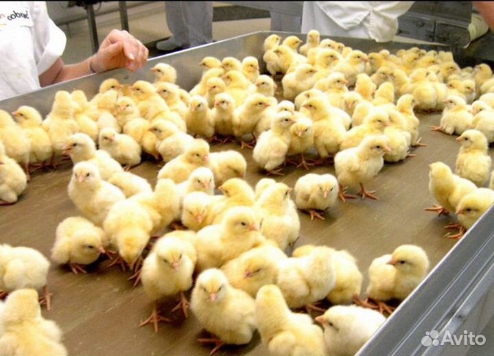 Вакцинаторы