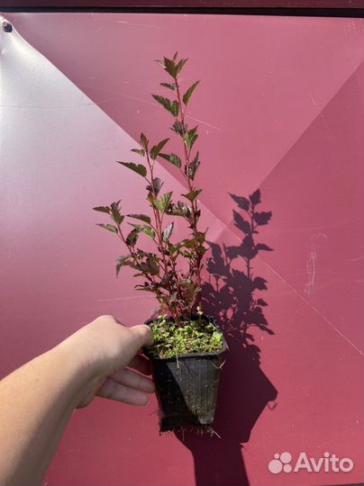 Пузыреплодник Литл Девил