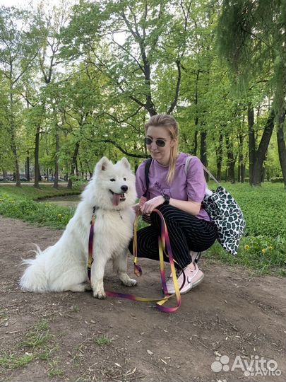 Кинолог, дрессировка