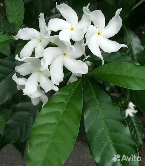 Табернемонтана Вентрикоза