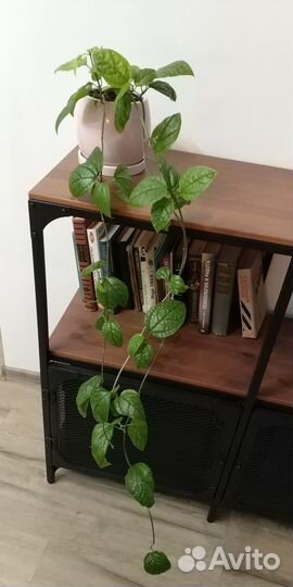 Клеродендрум