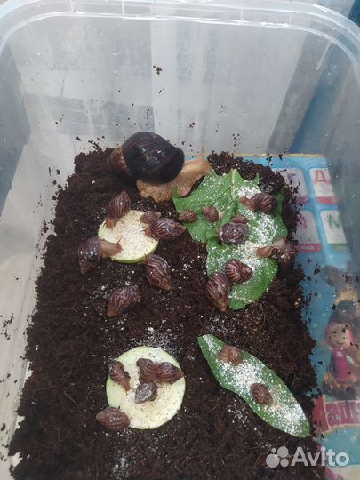 Улитки ахатины