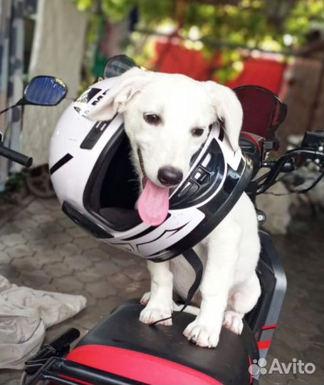 Щенок отдам коротколапый