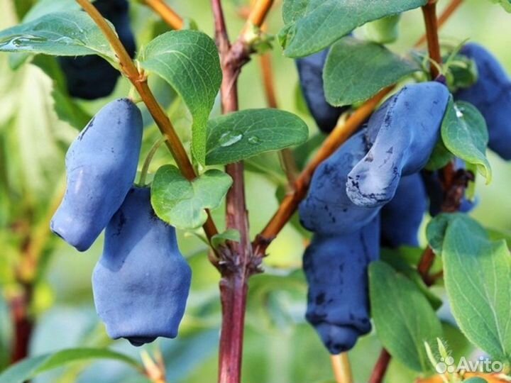 Саженцы жимолость Аврора