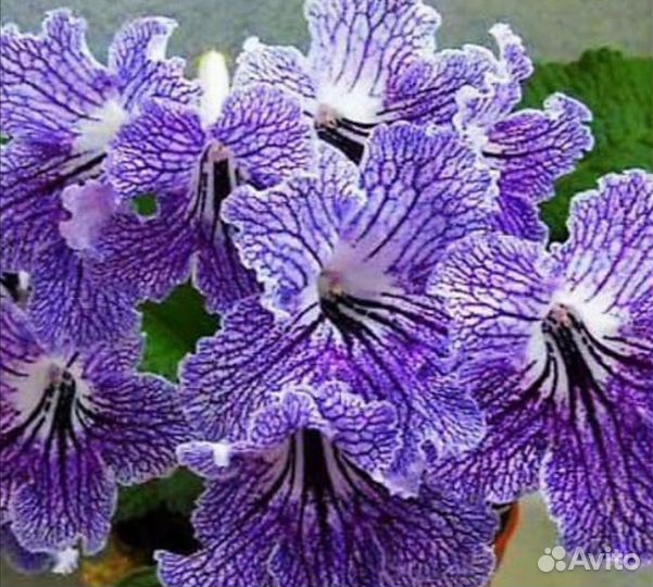 Стрептокарпусы