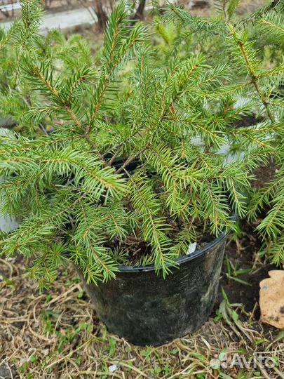 Ель сибирская