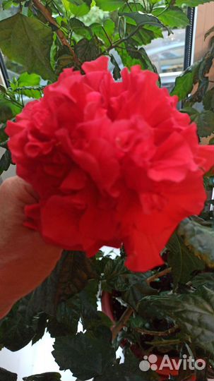 Гибискус китайская роза