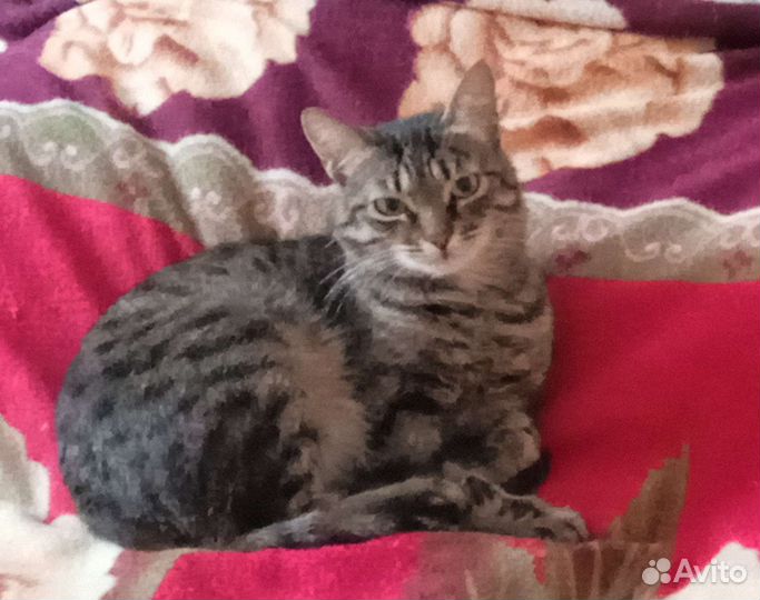 Кошка Дусенька