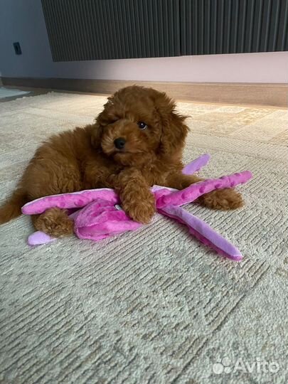 Щенки мальтипу f2 мини