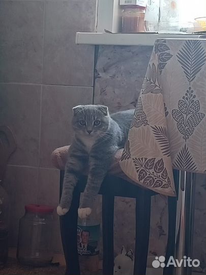 Отдам кошек бесплатно