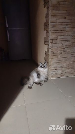 Отдам в добрые руки