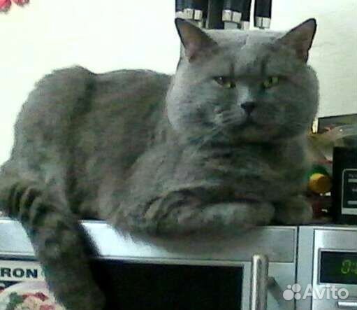 Вязка с британским котом