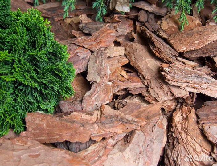 Кора сосны, лиственницыв наличии