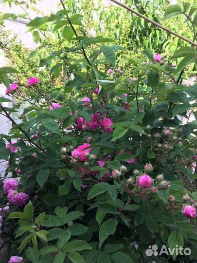 Крымская Чайная роза.Саженцы