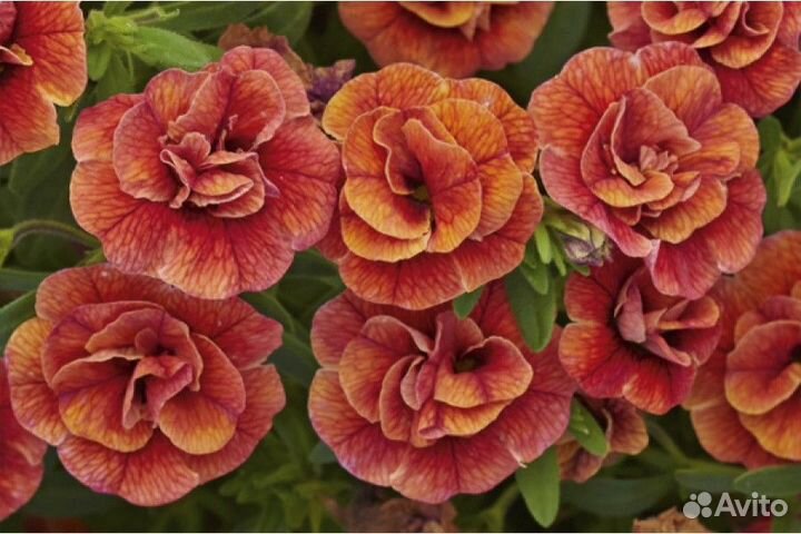 Черенки калибрахоа