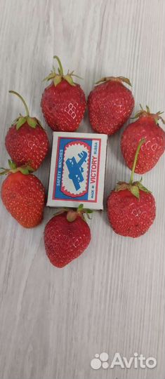 Клубника садовая