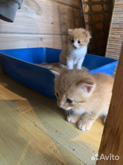 Котята в добрые руки даром
