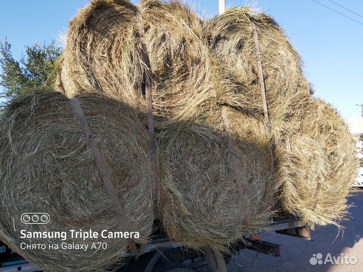 Сено в тюках и рулонах очень хорошего качества