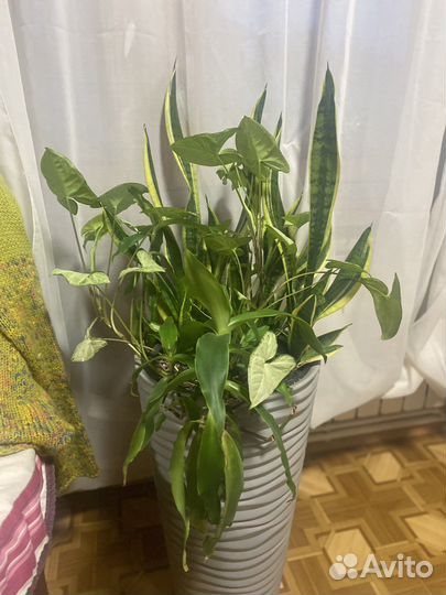Сансевиерия в вазоне