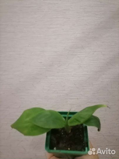 Банан комнатный тропикана