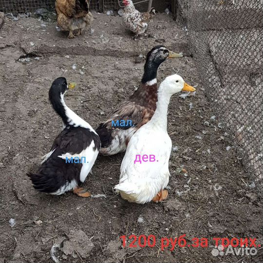 Петухи,утки