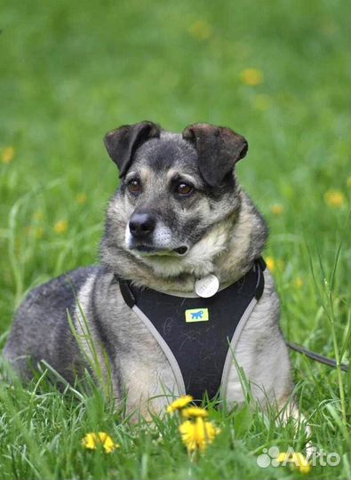 Степка ищет дом. Собака в добрые руки