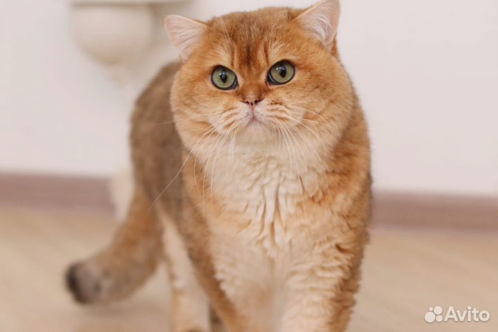 Британский кот