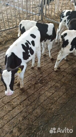 Телята бычки на откорм