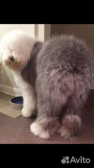 Лохматый мишка бобтейл