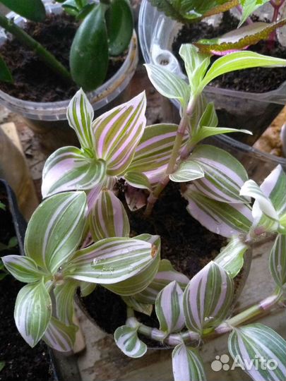 Традесканция, хлорофитум, колумнея, каланхоэ