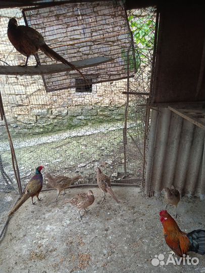 Фазаны и куропатки