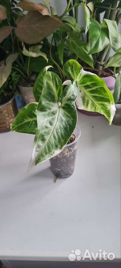 Сингониум Т 25