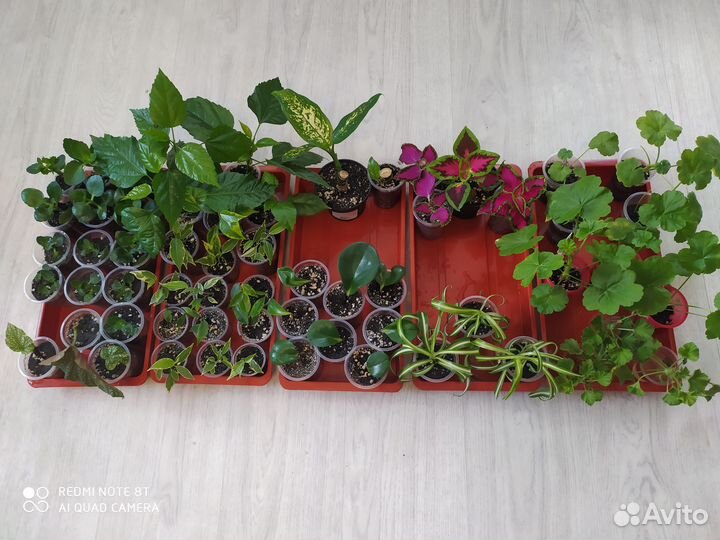 Комнатные растишки-3. (Обмен)