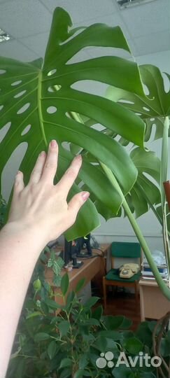 Монстера деликатесная