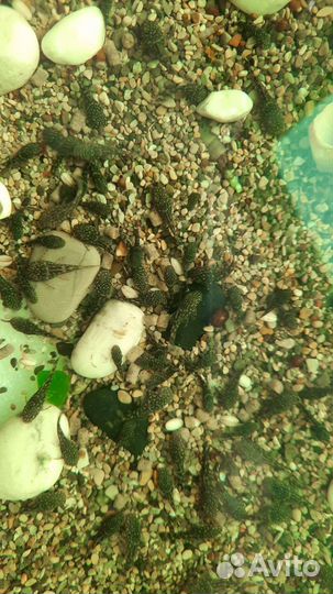 Малек сома анцитруса