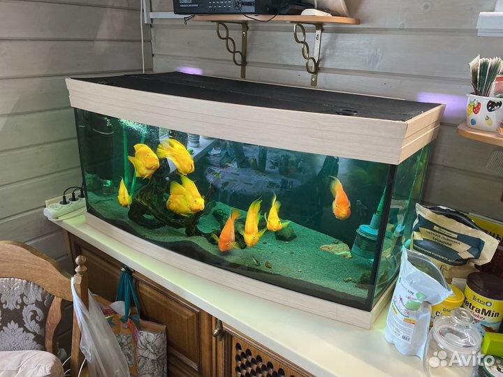 Рыба попугай