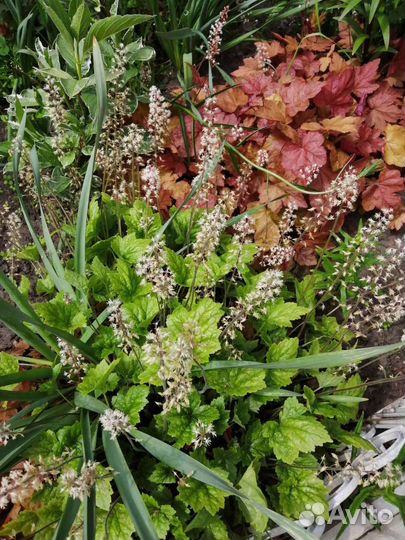 Многолетние цветы для сада