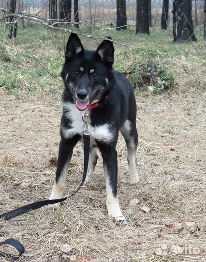 Анитка ищет дом